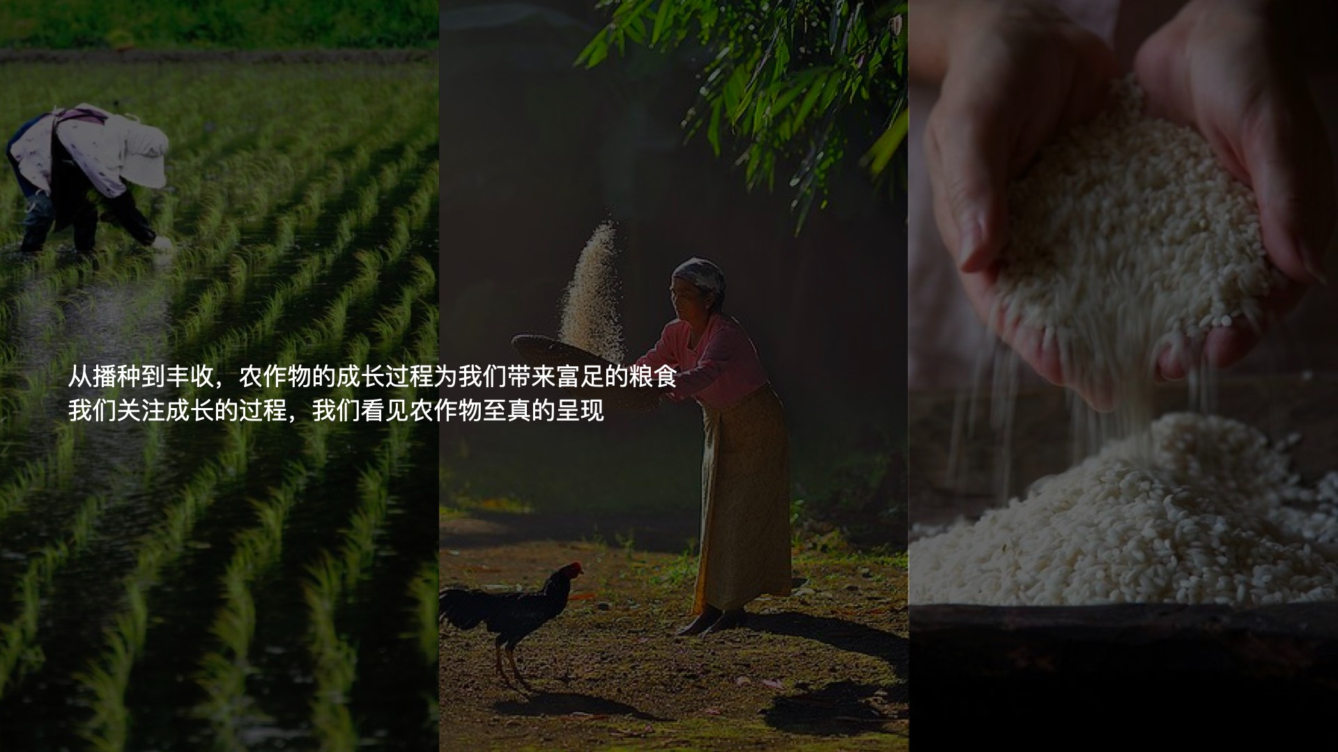 5雜糧項(xiàng)目_視覺概念_12:26.002.jpg