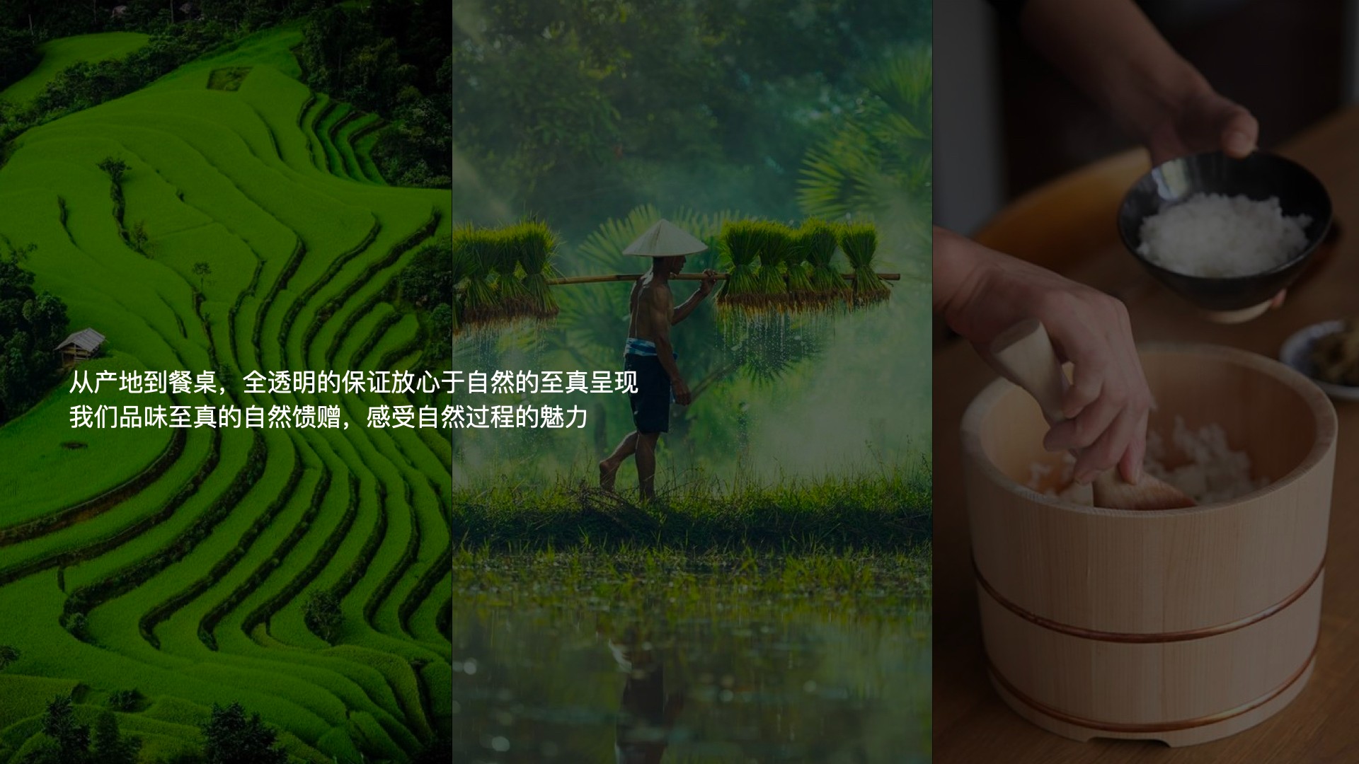 6雜糧項(xiàng)目_視覺概念_12:26.003.jpg